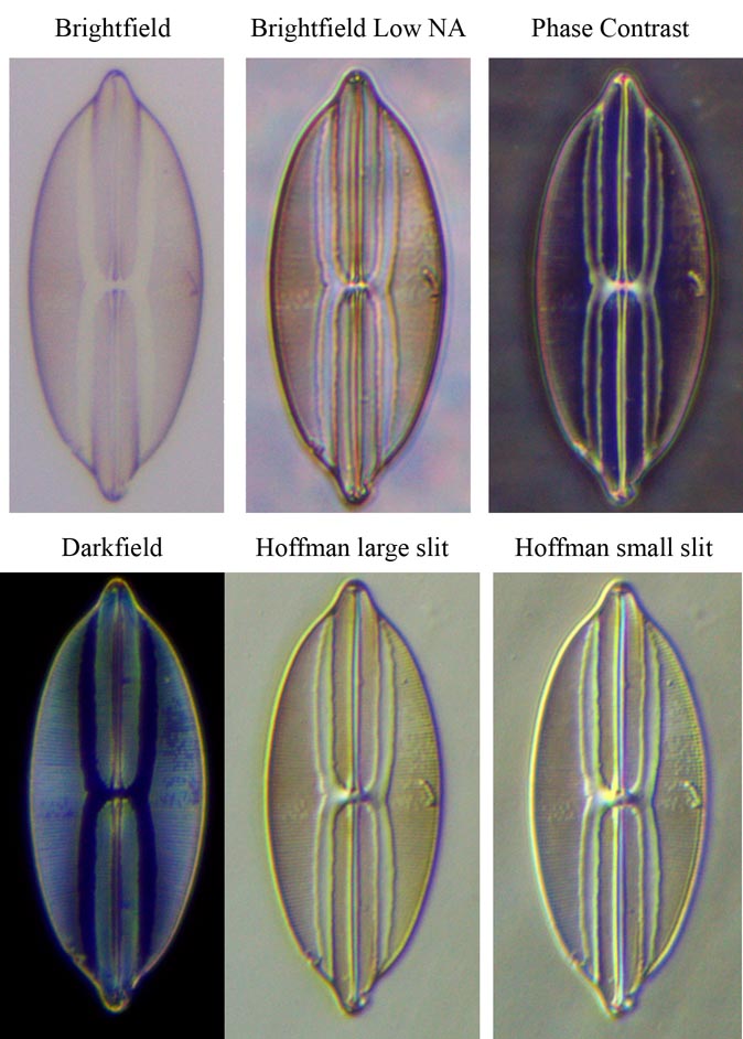Carolina Biologicial diatom test slide (diatom #2) at 20x comparison